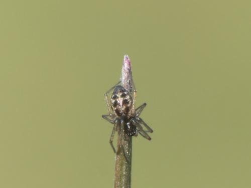 Réf. 224 047 : Tenuiphantes sp.